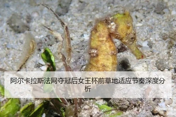 阿尔卡拉斯法网夺冠后女王杯前草地适应节奏深度分析